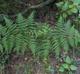 Pteridium aquilinum