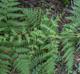 Pteridium aquilinum