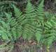 Pteridium aquilinum