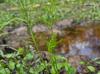 Ptilimnium capillaceum