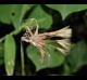 Pyrrhopappus carolinianus