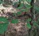 Quercus alba
