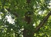 Quercus alba