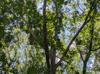 Quercus alba