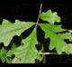 Quercus alba