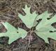 Quercus falcata