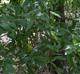 Quercus laurifolia