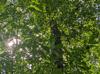 Quercus laurifolia