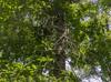 Quercus laurifolia