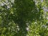 Quercus laurifolia