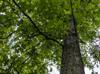 Quercus lyrata