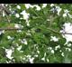 Quercus lyrata