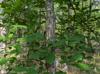 Quercus michauxii