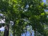 Quercus michauxii