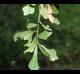 Quercus nigra