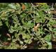 Quercus nigra