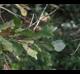 Quercus nigra