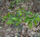 Quercus nigra