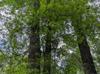 Quercus phellos