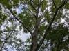 Quercus phellos