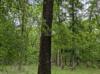 Quercus phellos