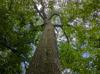 Quercus shumardii