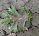 Quercus shumardii
