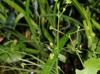 Ranunculus pusillus