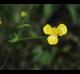 Ranunculus sardous