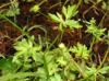 Ranunculus sardous