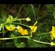 Ranunculus sardous