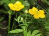 Ranunculus sardous