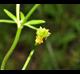 Ranunculus sardous