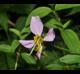 Rhexia virginica