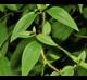 Rhexia virginica