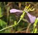 Rhexia virginica