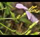 Rhexia virginica