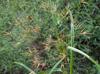 Rhynchospora corniculata
