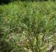 Rhynchospora corniculata