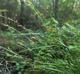 Rhynchospora glomerata