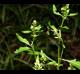 Rorippa sessiliflora
