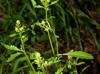 Rorippa sessiliflora