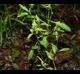 Rorippa sessiliflora