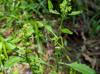 Rorippa sessiliflora