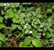 Rubus argutus