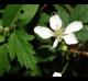 Rubus argutus