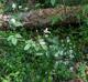 Rubus argutus