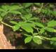 Rubus argutus