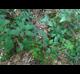 Rubus flagellaris