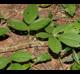 Rubus flagellaris